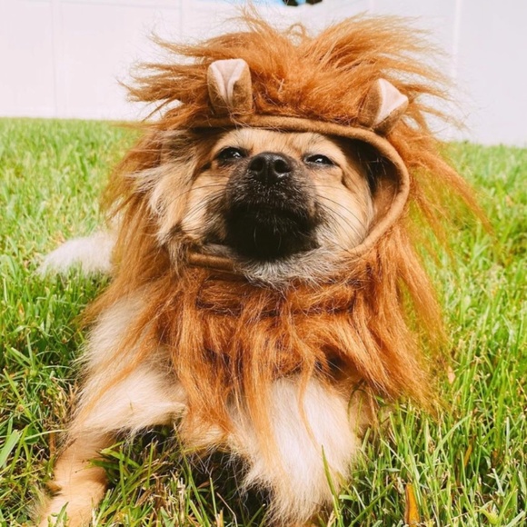 Target Dog Small Dog Lion Halloween Costume Poshmark